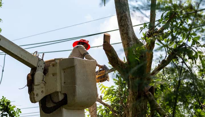 tree service rancho cucamonga ca