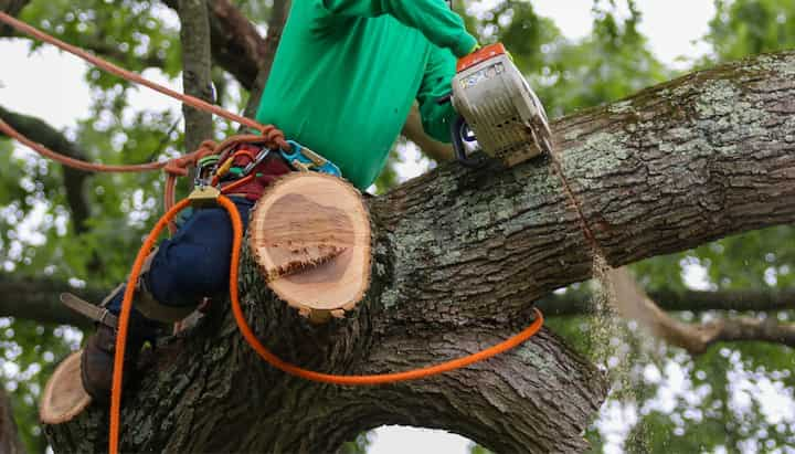 tree service rancho cucamonga ca