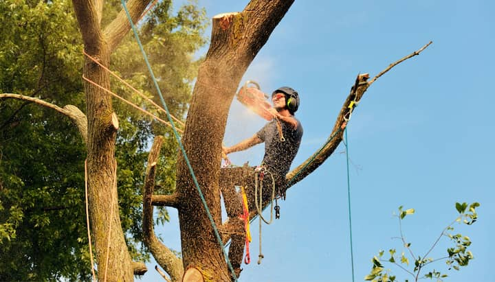 tree service rancho cucamonga ca