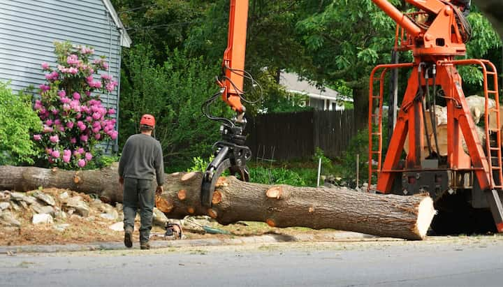 tree service rancho cucamonga