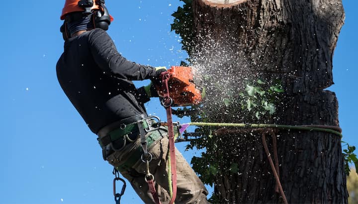 tree service rancho cucamonga